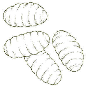 Gnocchi